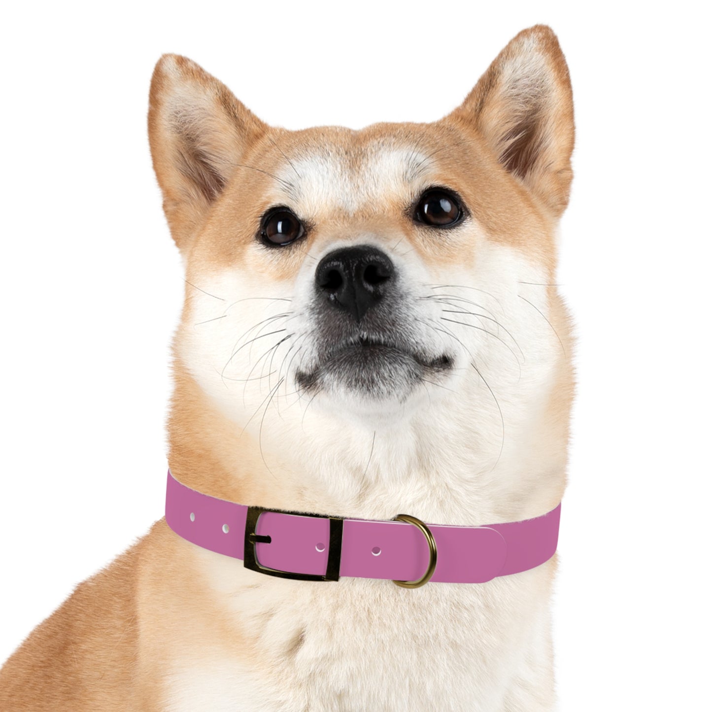 Dog Collar | Pink