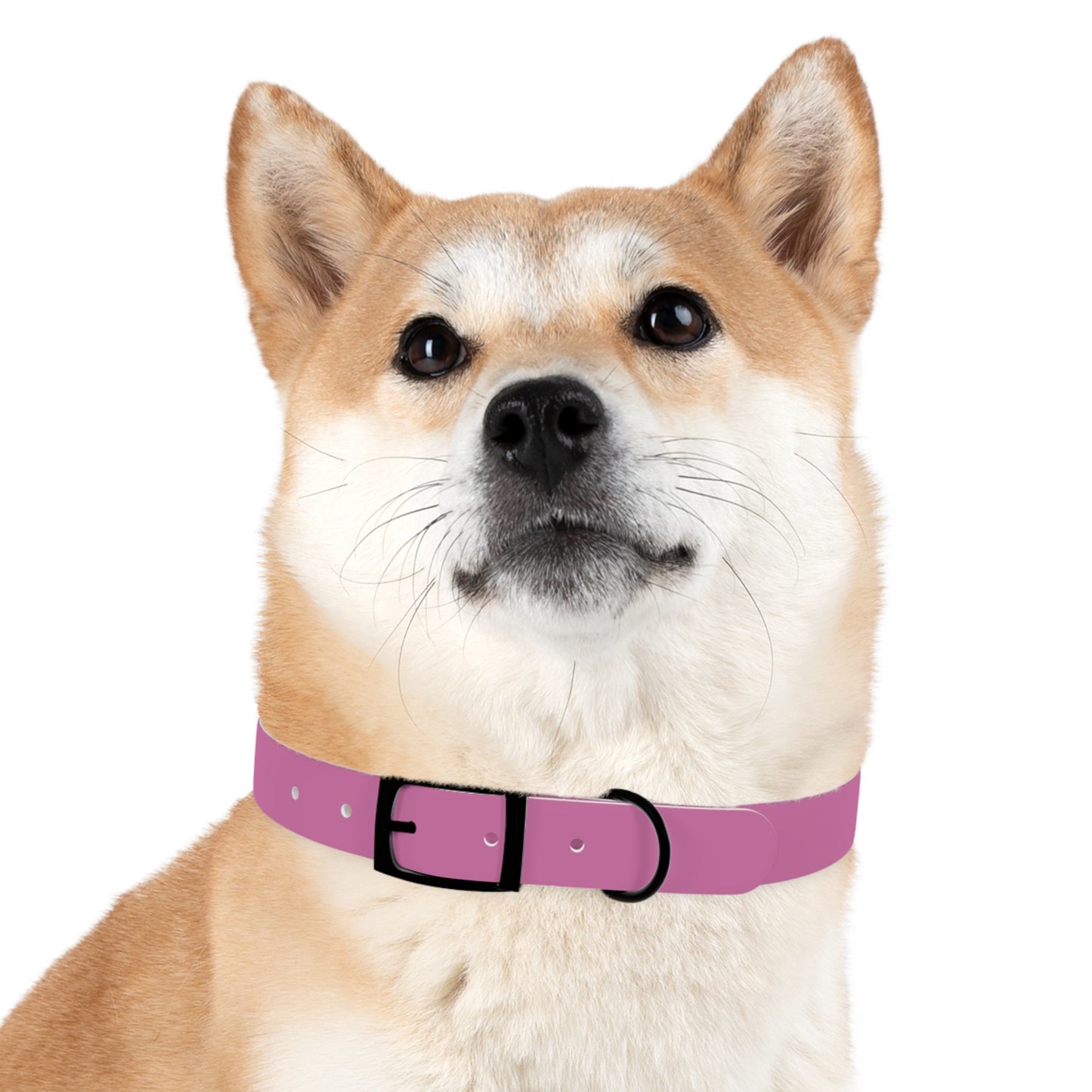 Dog Collar | Pink