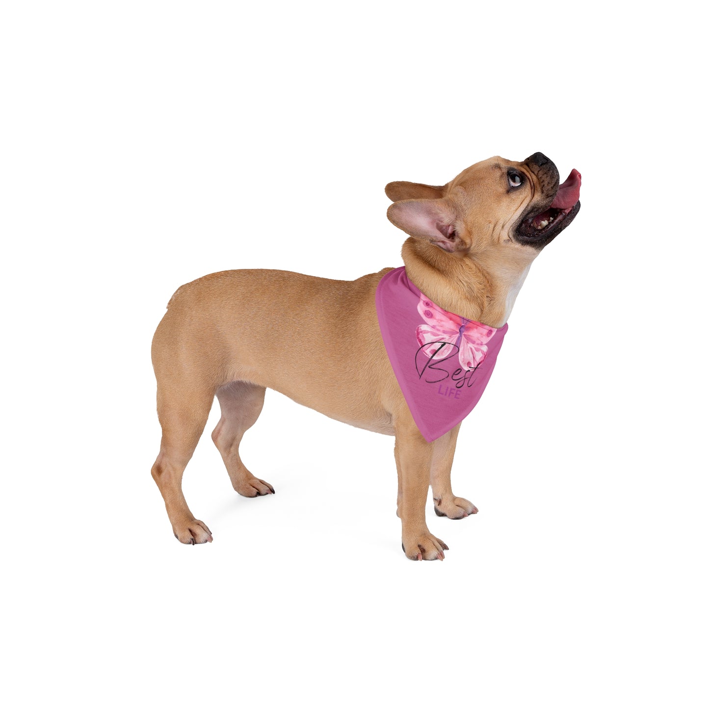 Pet Bandana | Pink Frog - Dogs