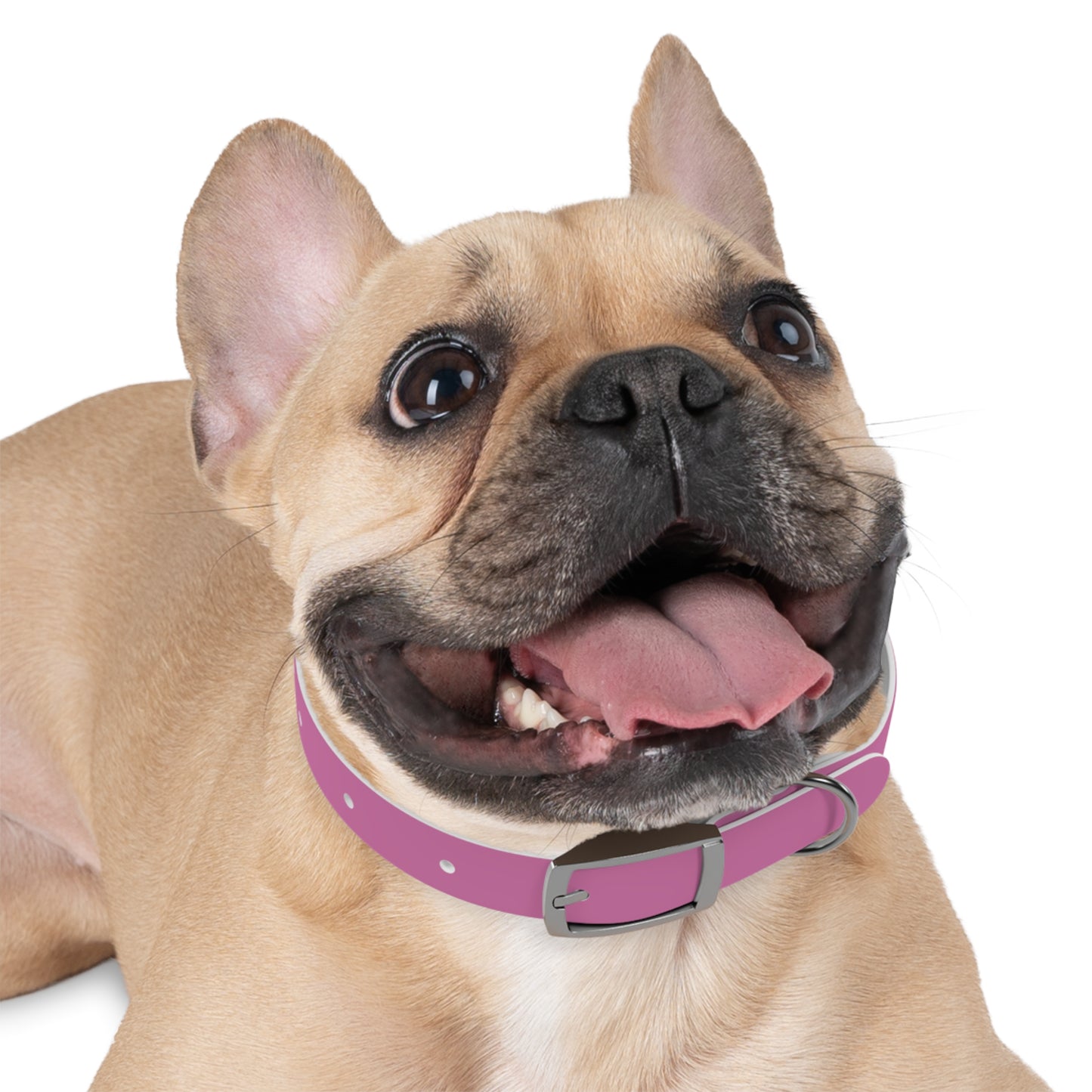 Dog Collar | Pink