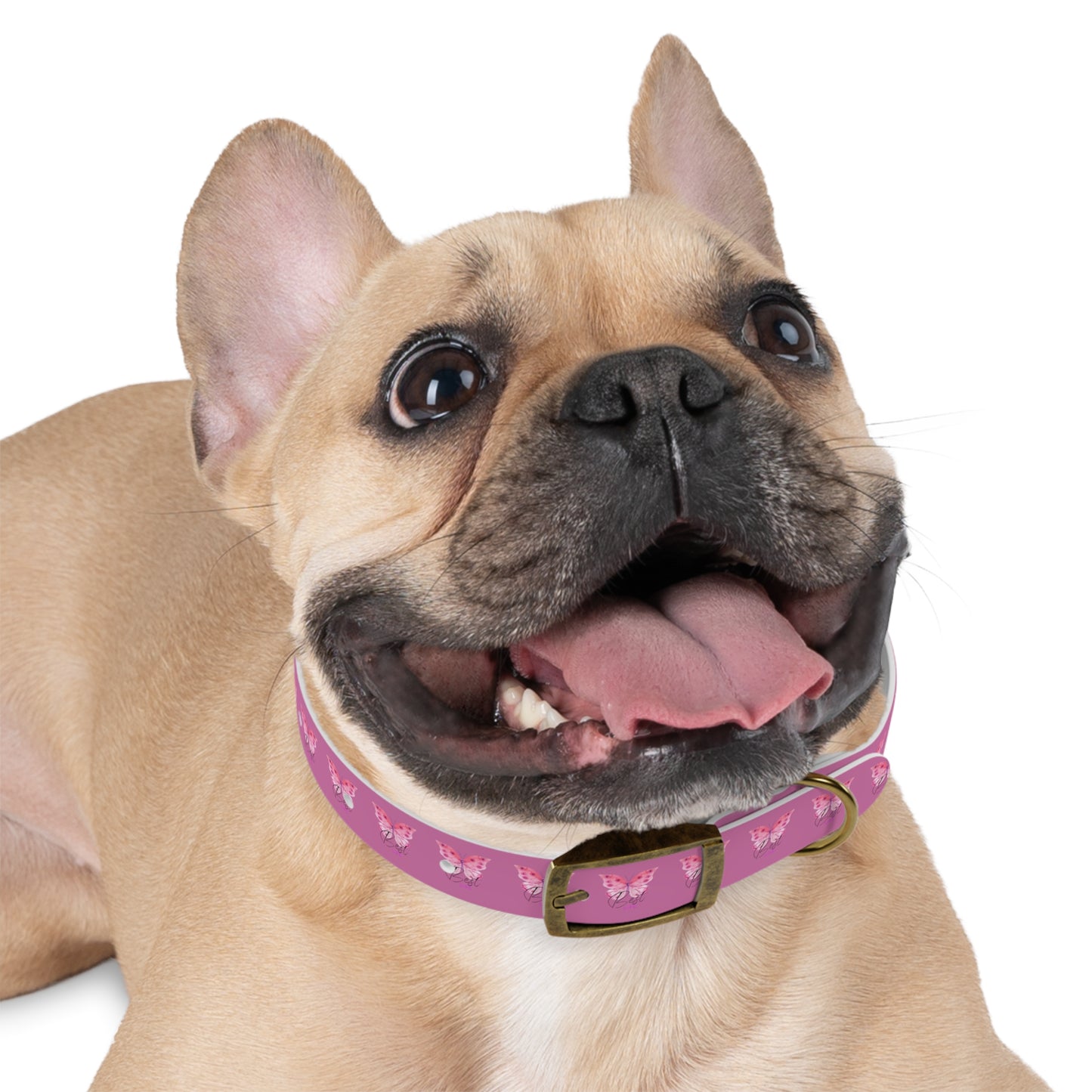 Dog Collar | Pink